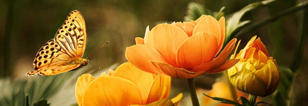 flowers-19830_1920-e1579208306542-1024x353.jpg
